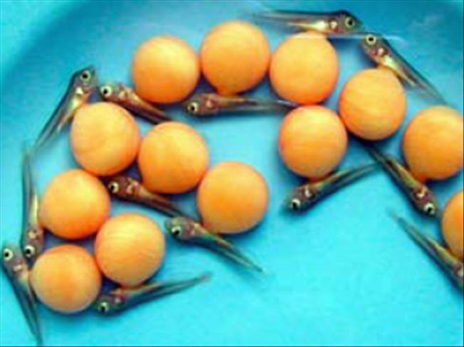 Miau Wantz Her Fillet: So You Want To Breed Arowana?