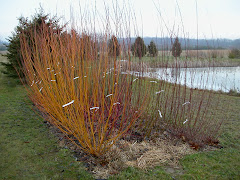 North Willow Bed