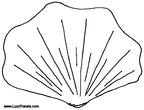 Seashell Drawing
