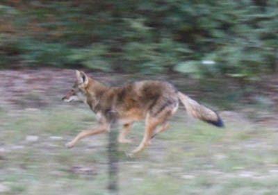 Coyote In Nc