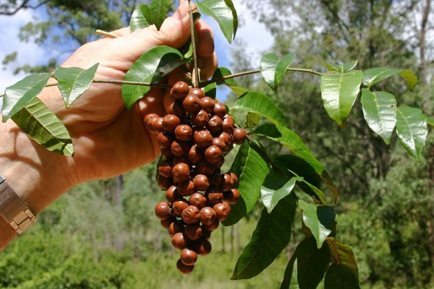 Toowoomba Plants Deep Yellowwood now in Fruit
