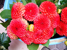 Flores Sebavat