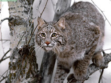 Bobcat
