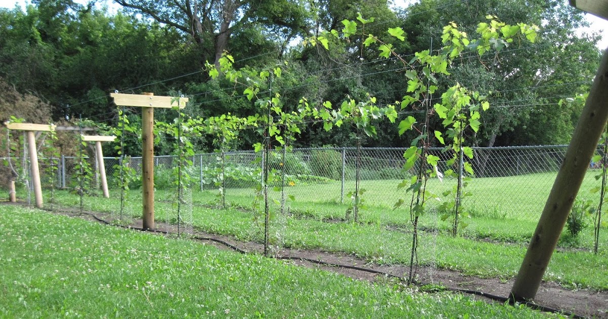 Growing Grapes in my Vineyard Wires are up