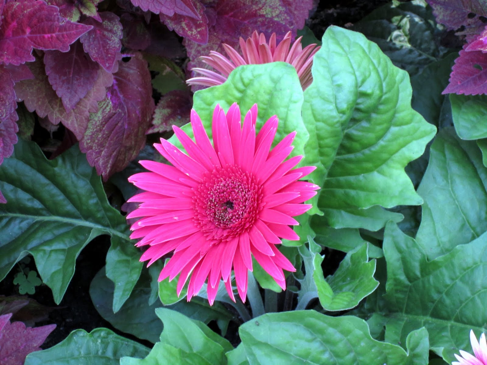 Hot Chicks Dig Smart Men 2010 Flower Pr0n Quebec City