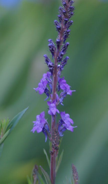 Colin Blogs Plants I M Growing First Blooms Buddleia Sungold