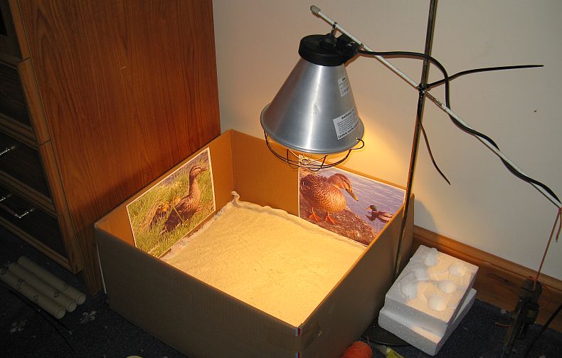 Brooding Box