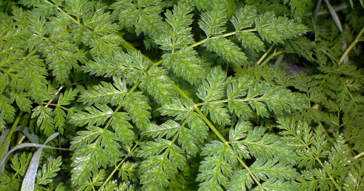 PHOTOGRAPHY Carrot Leaves