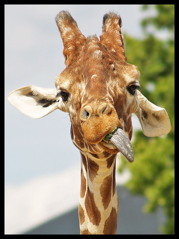 Damn Fresh Pics: Awesomely Beautiful Animal Portraits