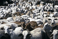 A produção de um quilo de carne bovina exige 15 mil litros de água