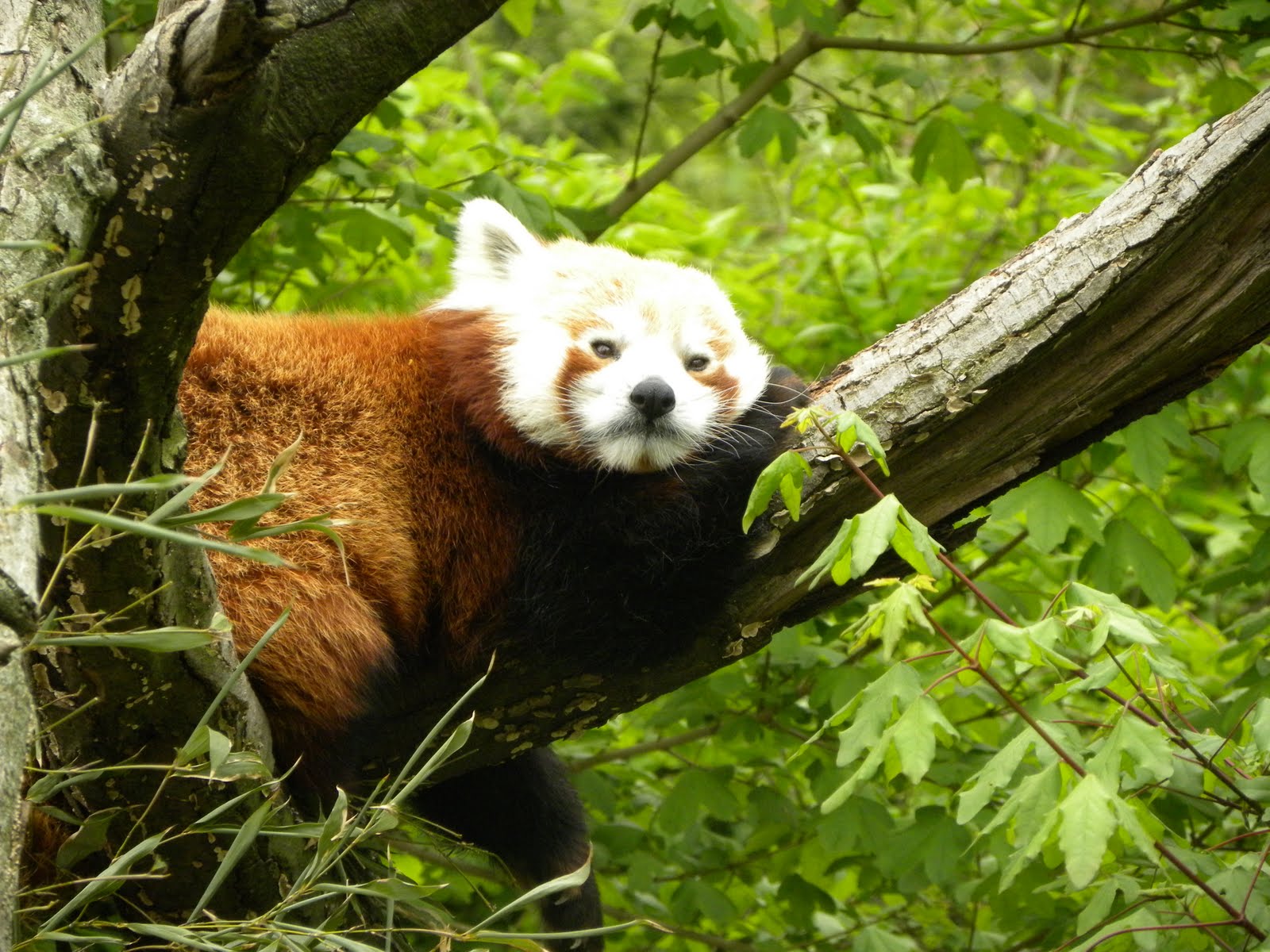 Zoo Tails: Akron Zoo Pictures