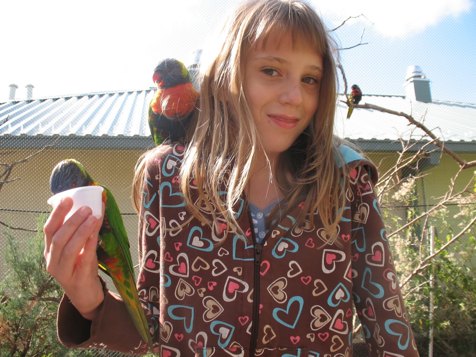 Lorakeets at the OKC zoo.