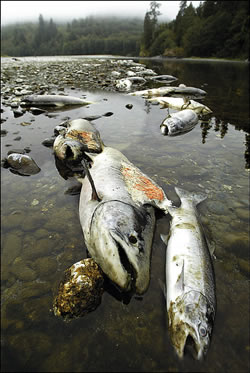 La Contaminacion