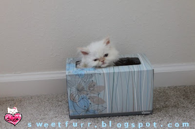Kleenex Box Shoes