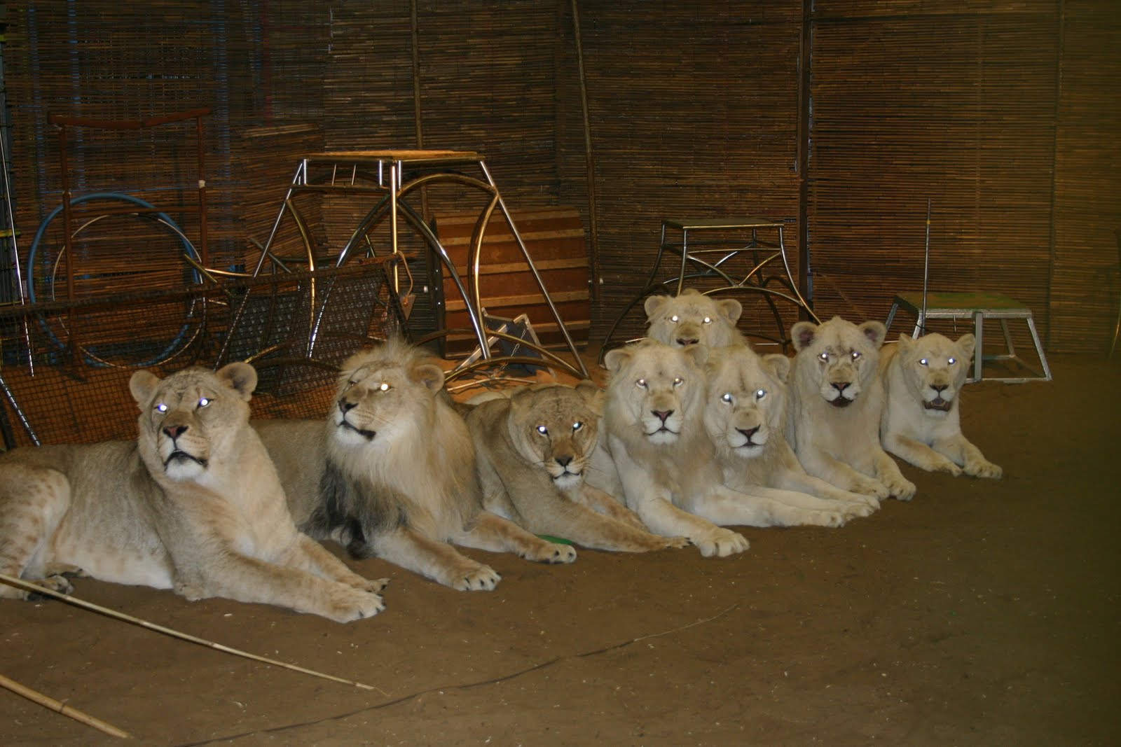 The Circus No Spin Zone From Jim Clubb