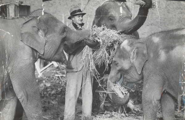 The Circus "NO SPIN ZONE": Vintage Melbourne Zoo Elephants