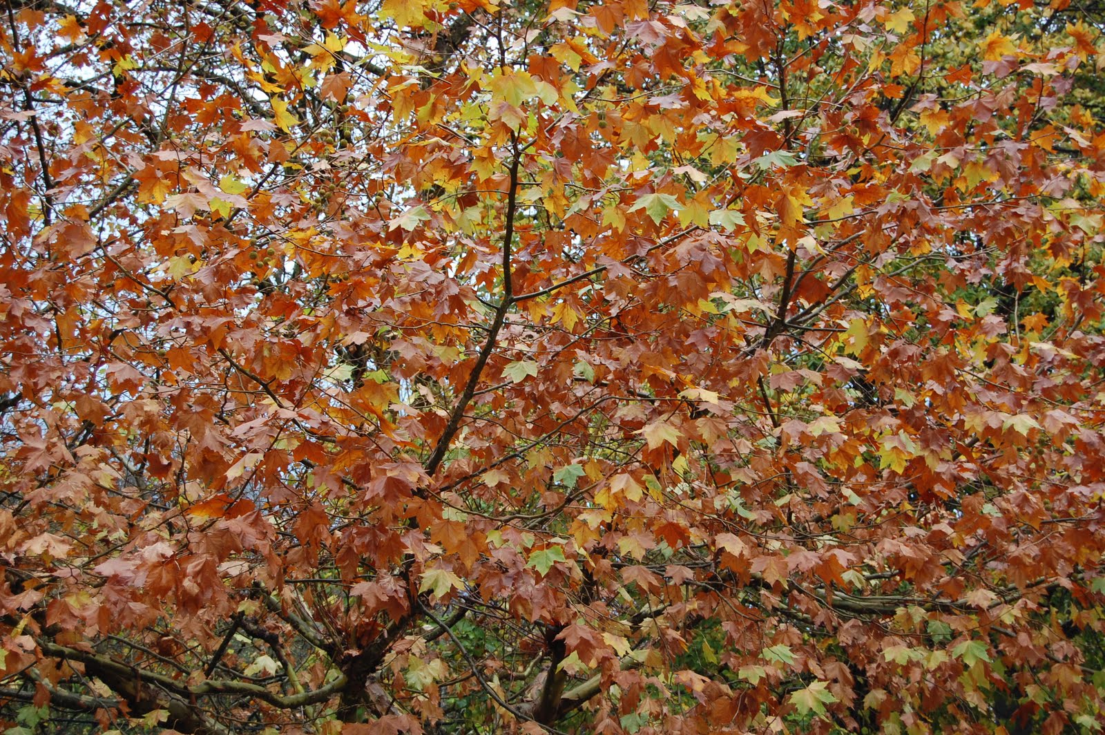 [DSC_0004.JPG]