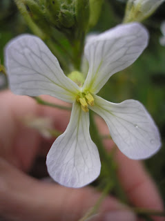 California Wild Radish