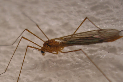 Mosquito Eater or Crane Fly