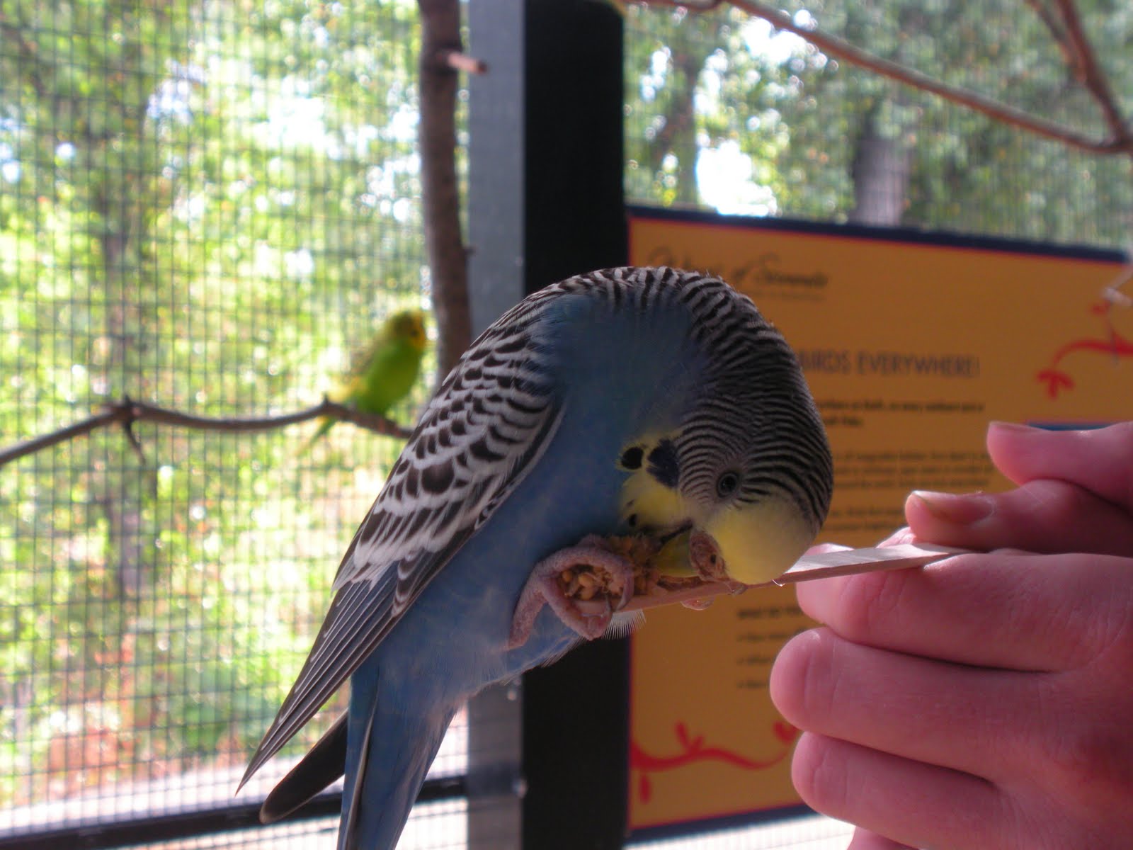 [blue+budgie+eating.jpg]