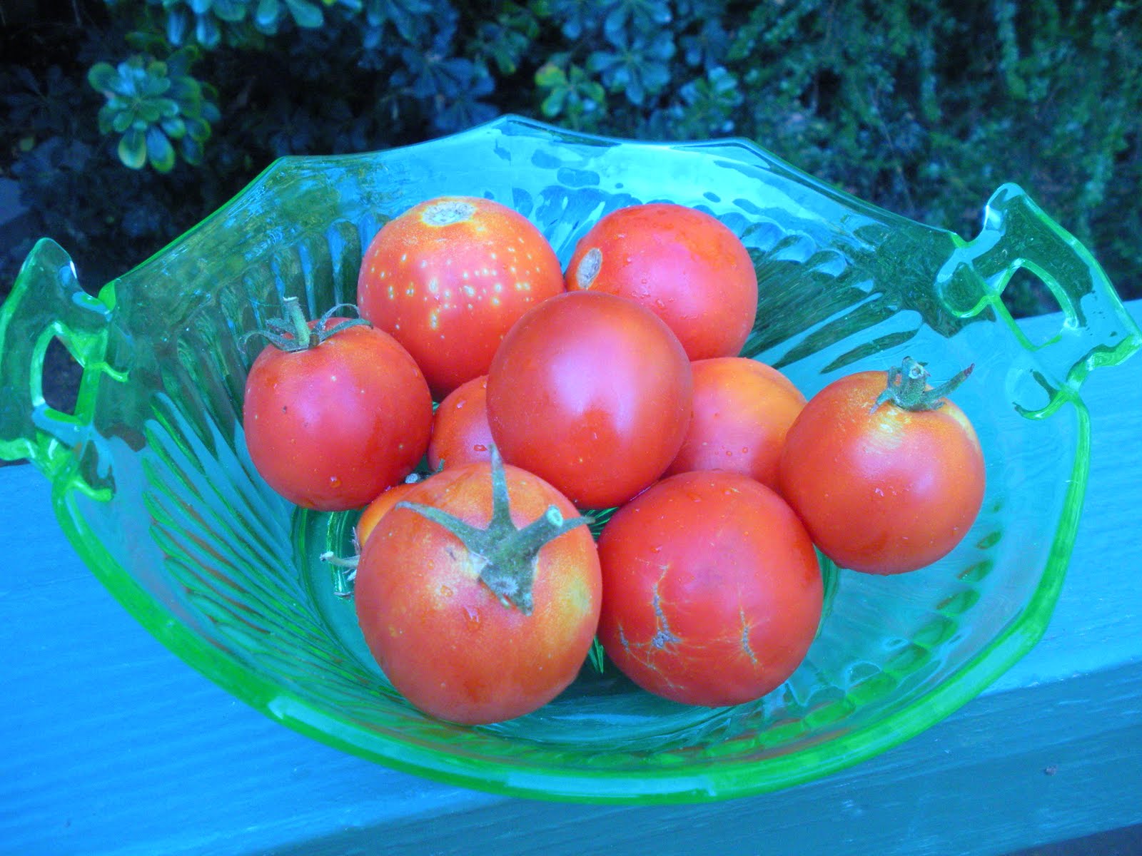 [tomatoes+in+a+bowl.jpg]