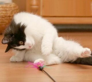 [cat.JPG]