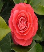 [Camellia1.jpg]
