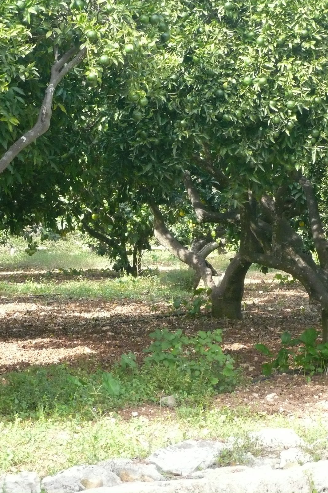 [Malte+Octobre+2007+041.jpg]