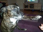 LOVE MY DOGS