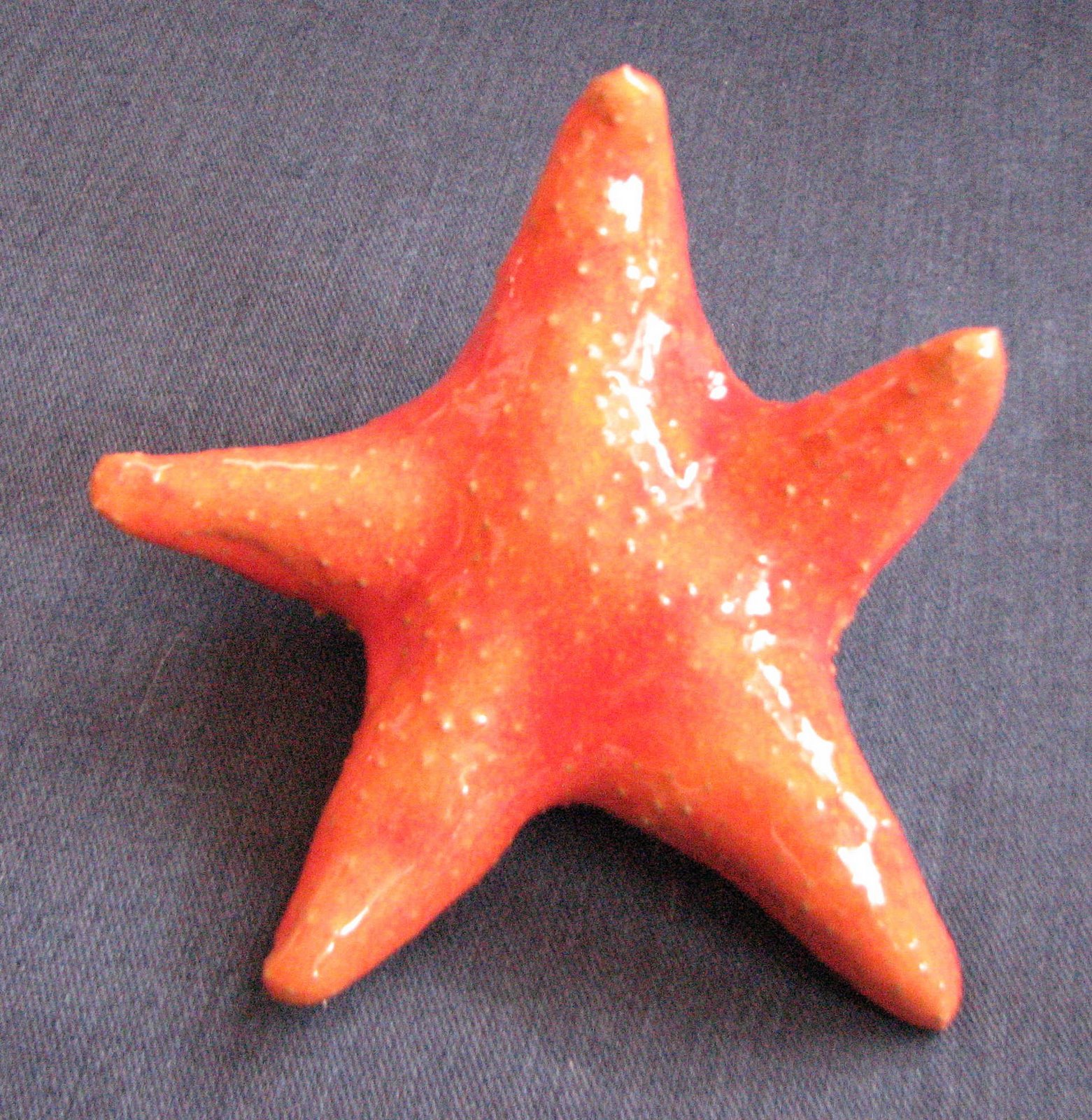 [starfish.Larry.JPG]