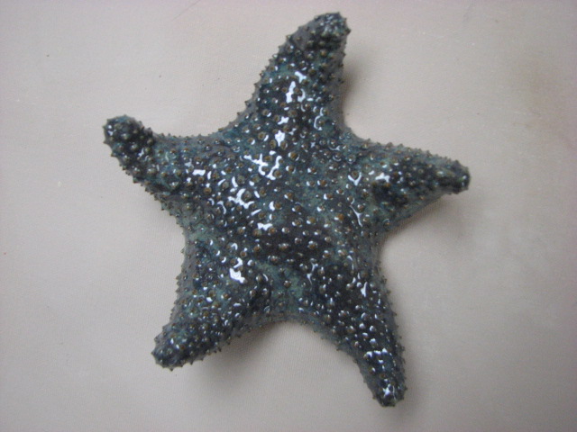 [starfish.Eddie.30.JPG]