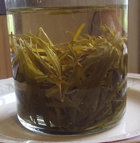 18thC Cuisine Estragon Tarragon