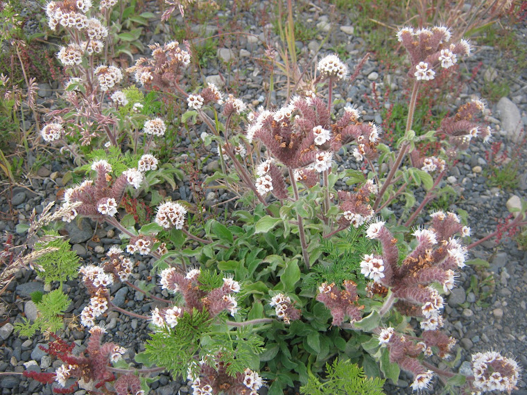 HIERBA DE LA CUNCUNA