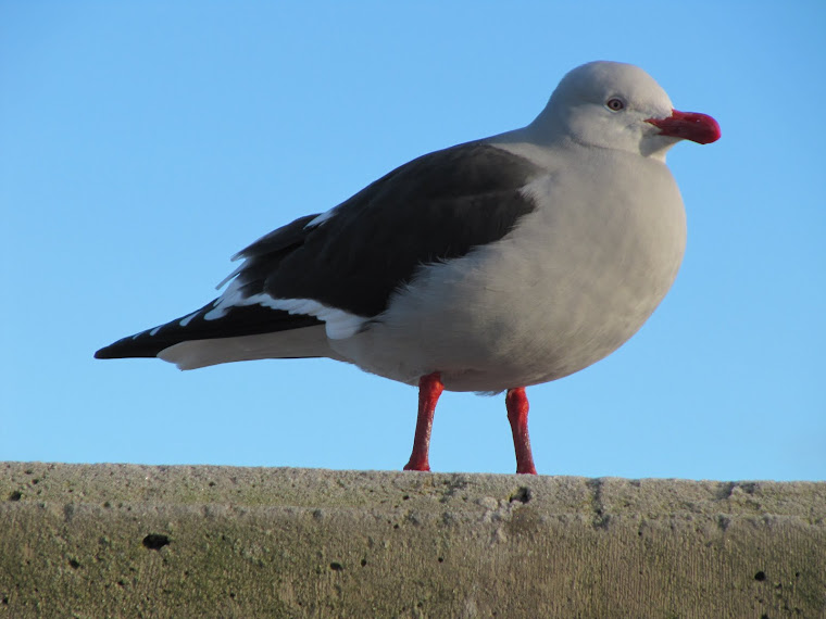 GAVIOTA AUSTRAL (Plumaje de Verano)