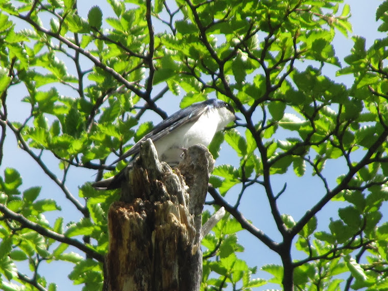 GOLONDRINA CHILENA