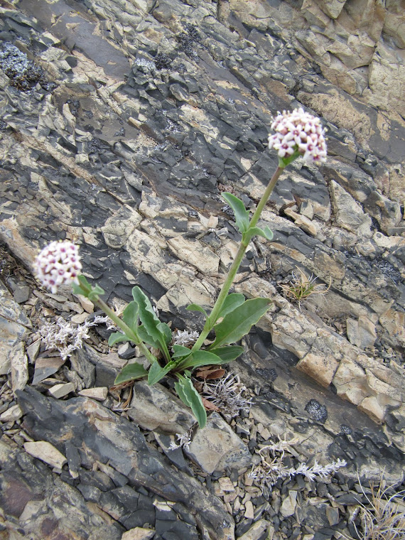 VALERIANA CARNOSA (VISTA GENERAL)