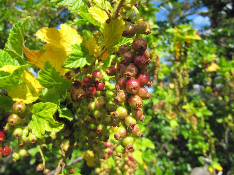 FRUTO DE ZARZAPARRILLA