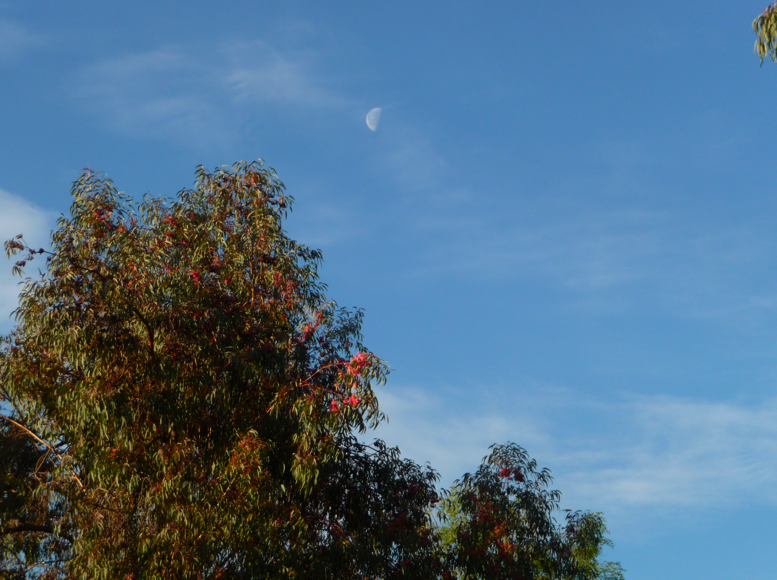 moon phases calendar february moon phases calendar february