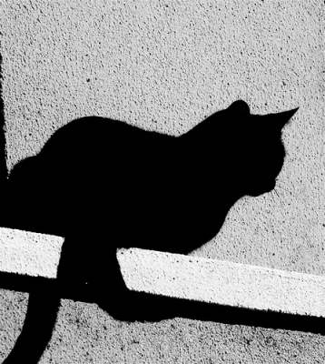 [black-cat-lisbon[1].jpg]