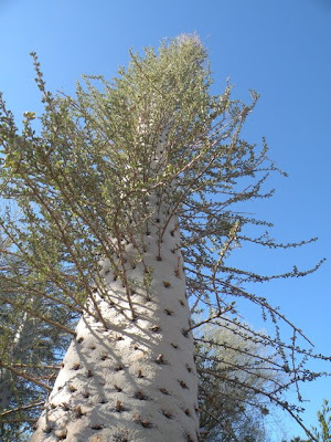 Fouquieria Columnaris