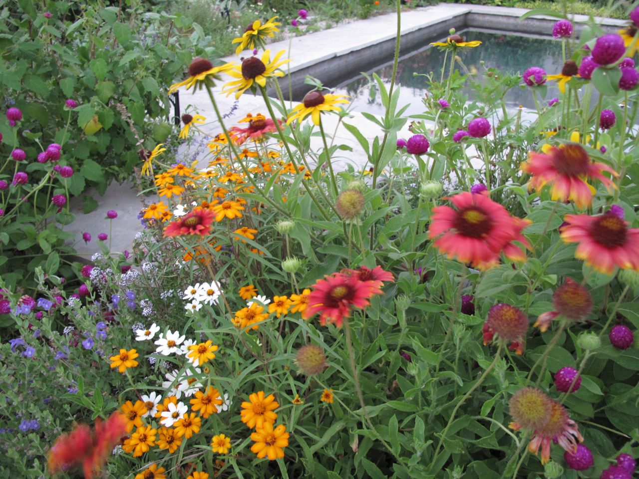 narrow leaf zinnia