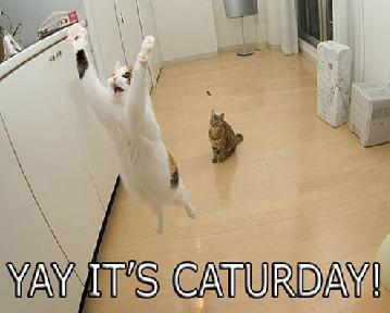 [caturday.JPG]