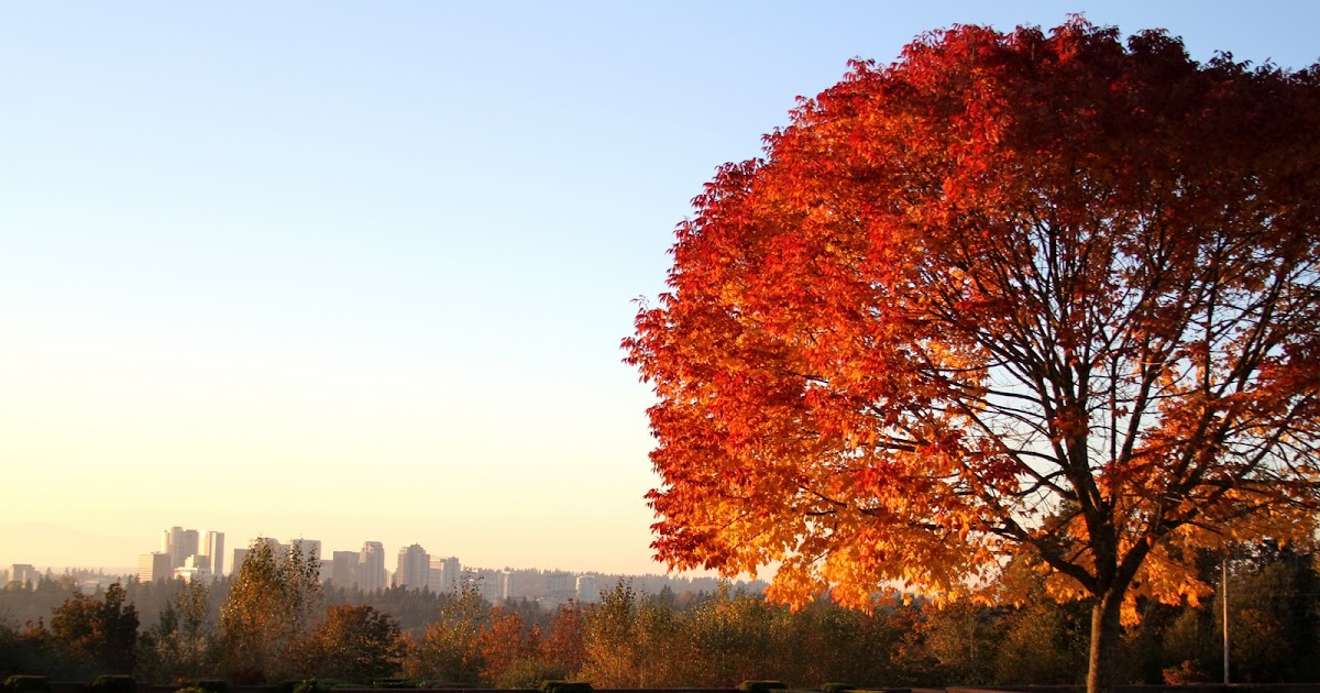 Sarchet Family Blog Fall in Bellevue!