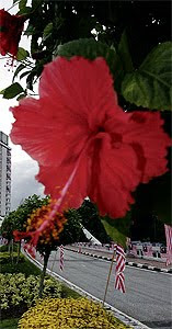 Apakah bunga kebangsaan malaysia