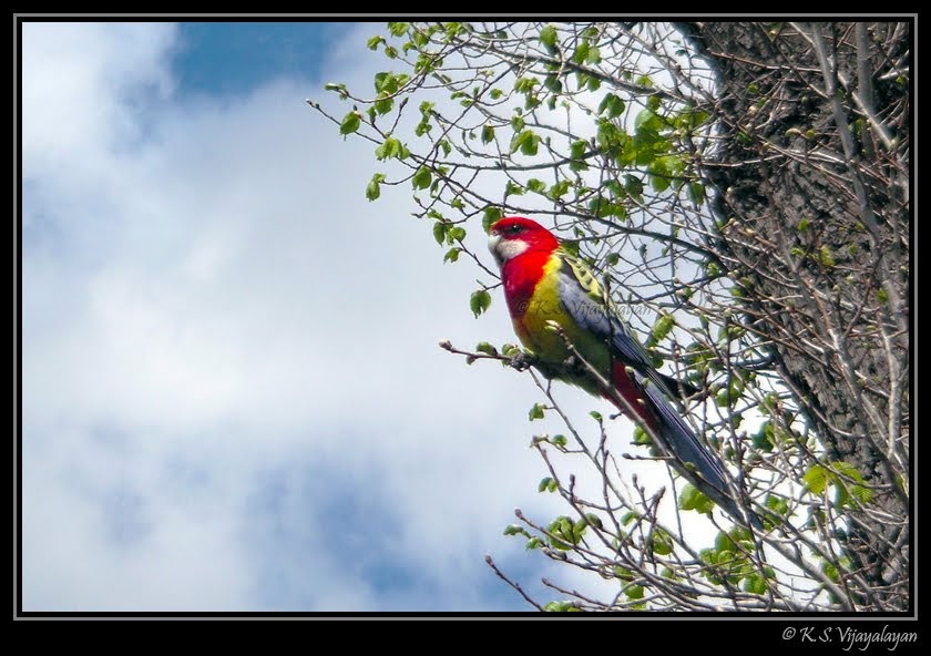 Clicking Moments Birds of Melbourne