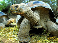 Quelonio de las Islas Galápagos, en franca posible extinción por la erucción volcanica de las islas