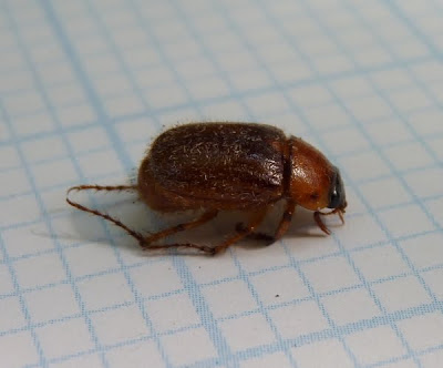 Moth Beetle