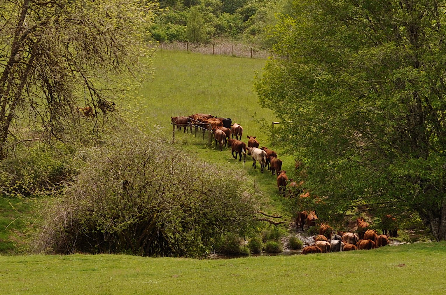 LuAnn Kessi Working Yearling Cattle...