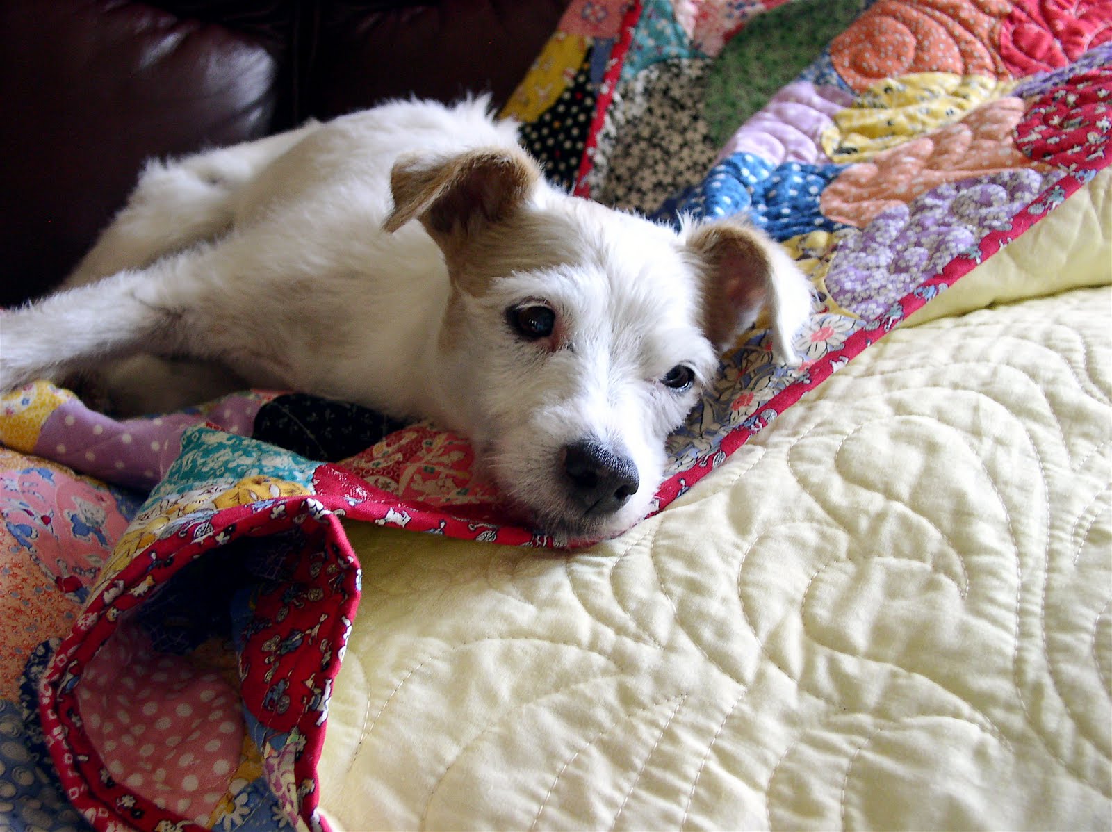 LuAnn Kessi Suzy.....The Quilting Doggie