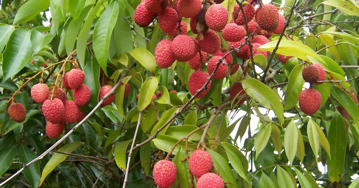 HWANGHON Asia Frutas